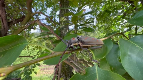 Insect on tree Stock Footage 196143530