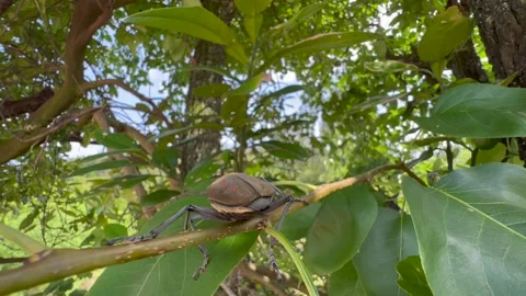 Insect on tree Stock Footage 196143536