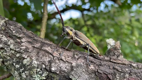 Insect on tree Stock Footage 196143548