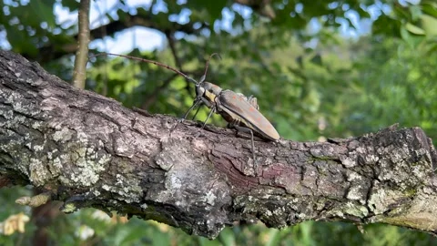 Insect on tree Stock Footage 196143577