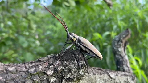 Insect on tree Stock Footage 196143619