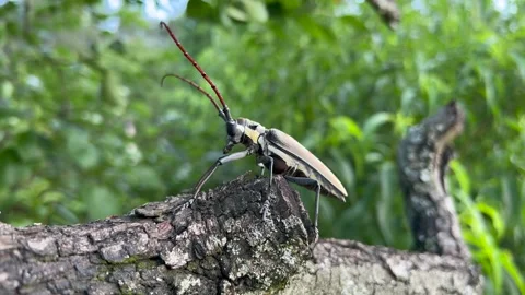 Insect on tree Stock Footage 196143622
