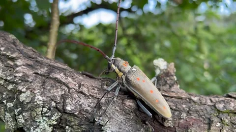 Insect on tree Stock Footage 196143623