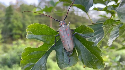 Insect on tree Stock Footage 196143637