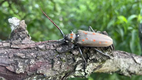 Insect on tree Stock Footage 196143653