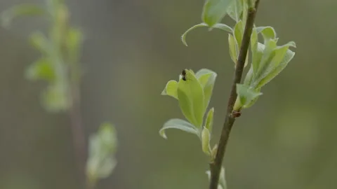 Insect on tree leaves 動画素材 131235801