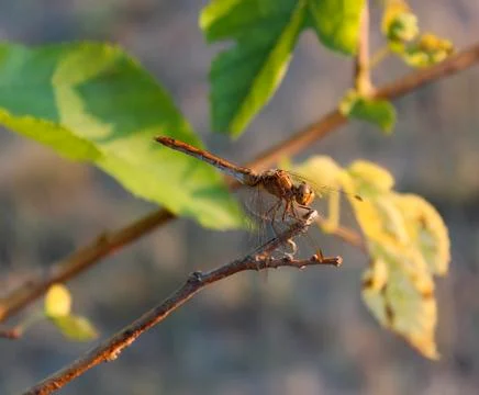 Insect at tree 스톡 사진