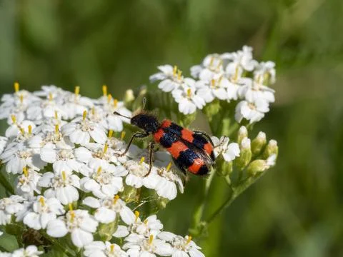 Insect Trichodes apiarius sitting on a field of white flowers. Macro photo of Stock Photos
