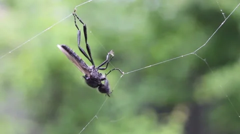 The insect tries to escape from spider webs Stock Footage 63860703
