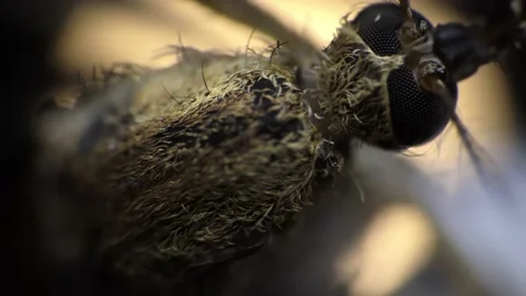 An insect trying to escape is filmed in macro under the microscope Stock Footage 157548258