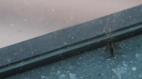 Insect trying to escape glass 動画素材 54145262