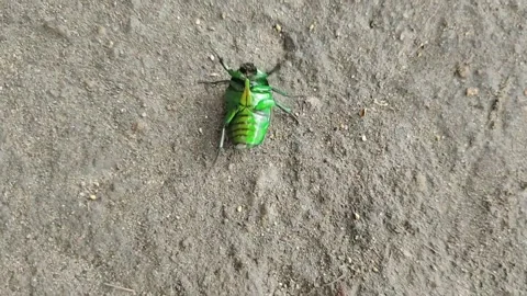Insect trying to stimulate stand, green bug on the ground Stock Footage 305040450