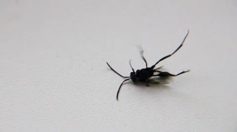 Insect twitching in its death throes Stockbeeldmateriaal 26235556