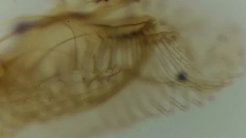 Insect under a microscope,like an alien creature Video stock 83529688