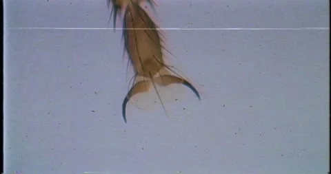 Insect under a microscope. Microscopic documentary VHS view of a leg of fly Stock Footage 189235126