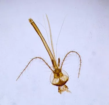 Insect under a microscope Stock Photos