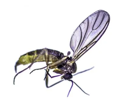 Insect under a microscope Stock Photos