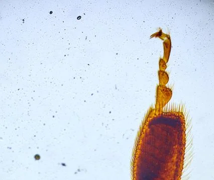 Insect under a microscope 스톡 사진