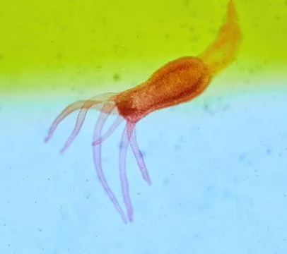 Insect under a microscope Stock Photos