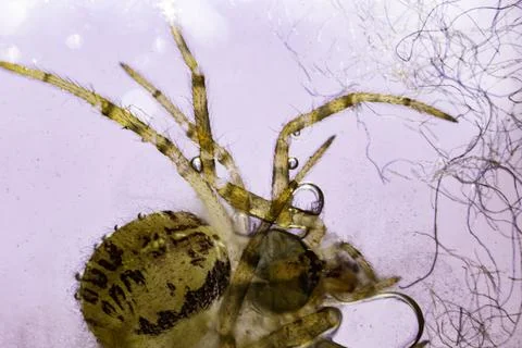 Insect under a microscope Stock Photos