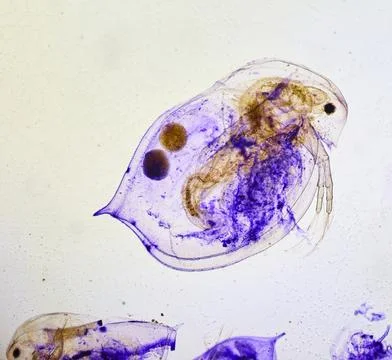 Insect under a microscope 스톡 사진