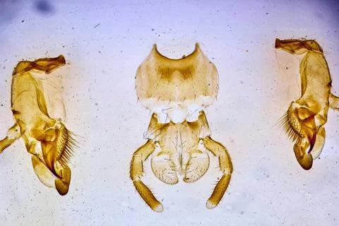 Insect under a microscope Stock Photos
