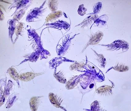 Insect under a microscope Stock-Fotos