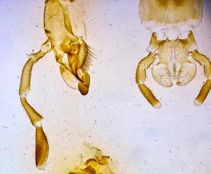 Insect under a microscope 스톡 사진
