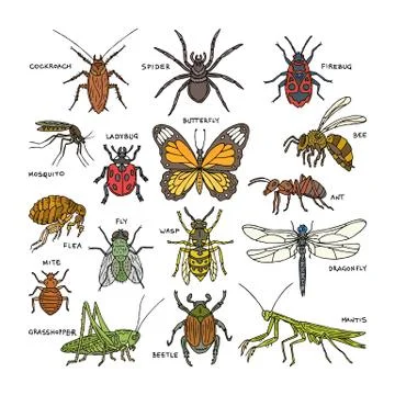 Insect vector beetle bug or ant and flying bee or butterfly and dragonfly or Stock Illustration