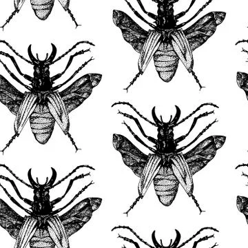 Insect vector beetle seamless pattern 스톡 일러스트