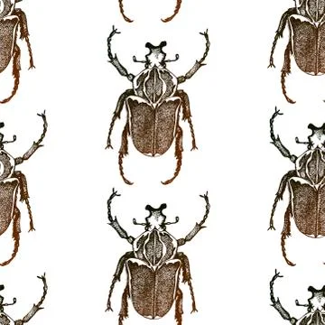 Insect vector beetle seamless pattern Illustrazione stock
