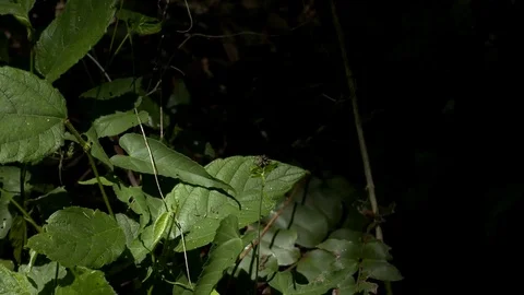 Insect in the vegetation Video stock 81052265