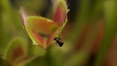 Insect on venus fly trap about to get caught. Ant explores the leaves of a carni Video stock 114989616