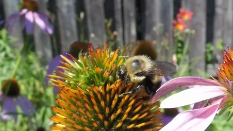 Icompound Effect Stock Video Footage | Royalty Free Icompound Effect ...