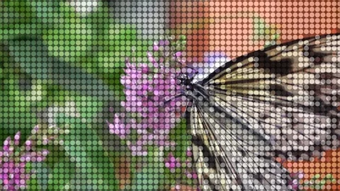 Insect vision effect  .  Rice paper butterfly ,  Idea leuconoe Stock Footage 122192550