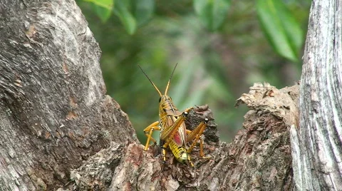 Insect Walking away Stock Footage 536609