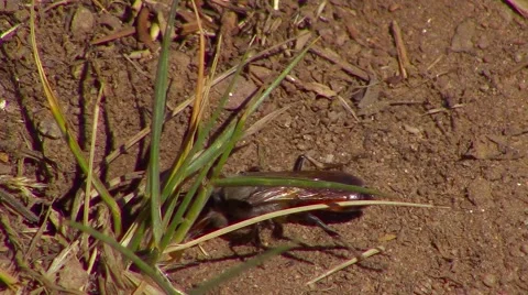 Insect walking backwards Stock Footage 67276114