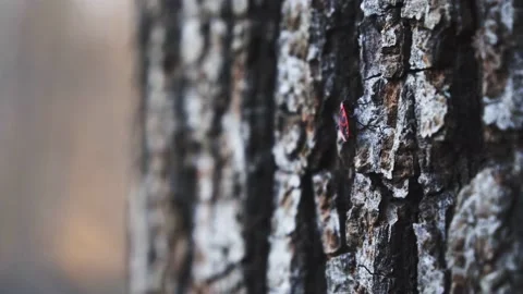 An insect walking on the bark of a tree 動画素材 166860620