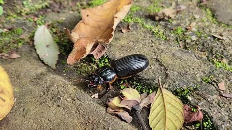 Insect Walking Stock Footage 328307532