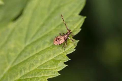Insect walking on the leaf Stock Photos