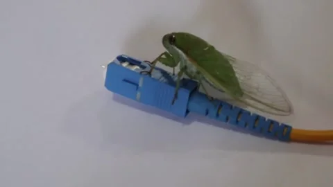 An insect walking on a network cable. Stock Footage 323428412