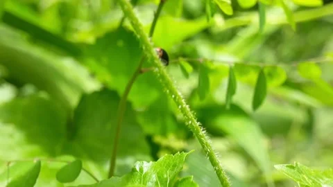 Insect walking on the petiole in shooting with a macro lens. 스톡 동영상 219845974