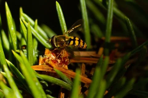 Insect walking on a spruce twig Stock Photos