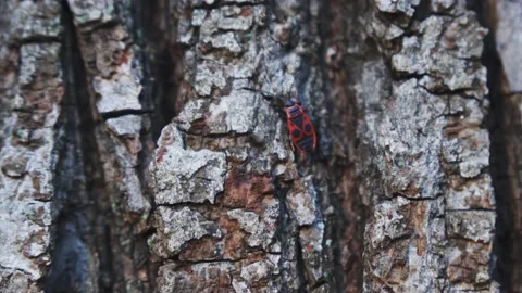 An insect walking on a tree 動画素材 166860537