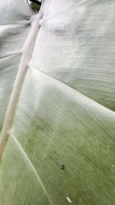 Insect Walking on Waxy Tropical Leaf with Large Veins Macro Stock Footage 346707310