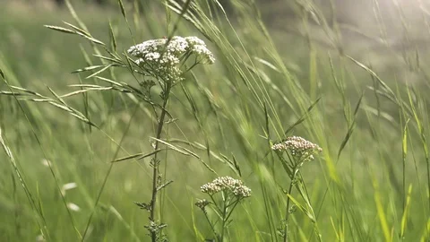Insect walking on a white flower in a green field Video stock 78520212
