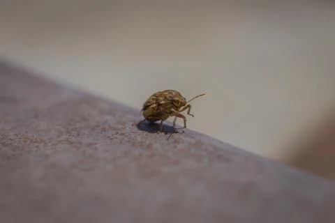 Insect walks instead of flies Stockfoto's