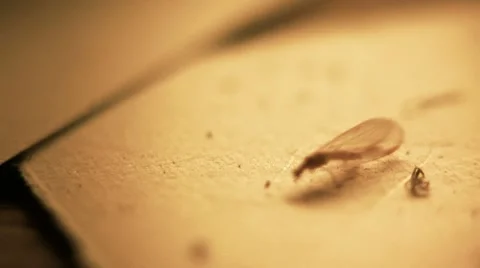 Insect walks on a piece of paper Video stock 10575694