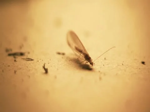 Insect walks on a piece of paper Stock Footage 10576154