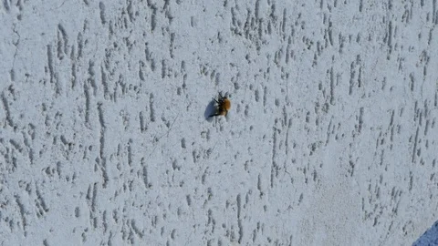 Insect on a wall Stock Footage 97377565